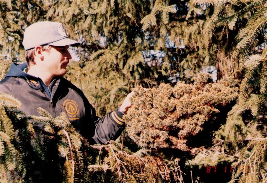 Picea abies 