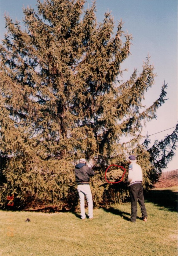Picea abies 