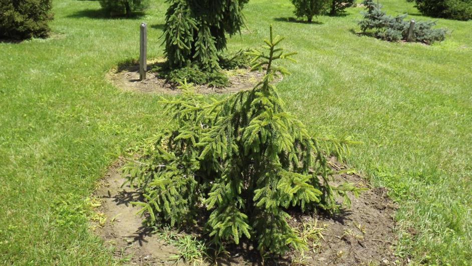 Picea abies 
