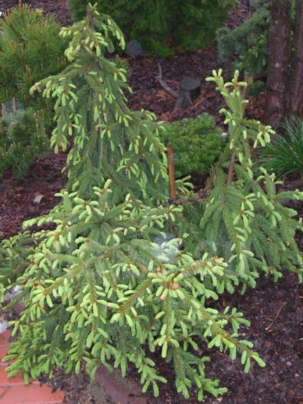 Picea abies 