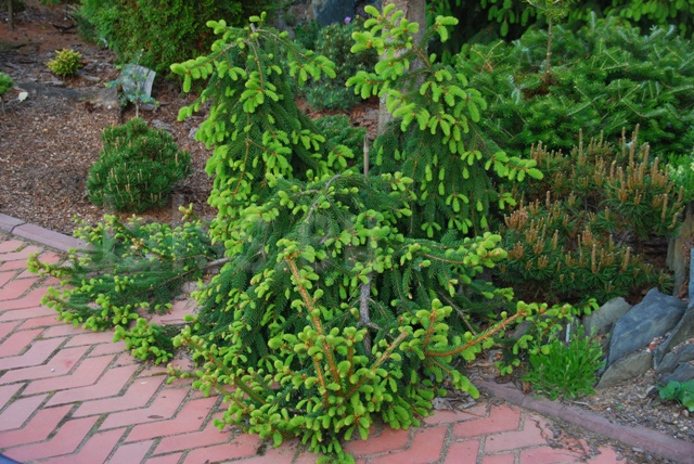 Picea abies 