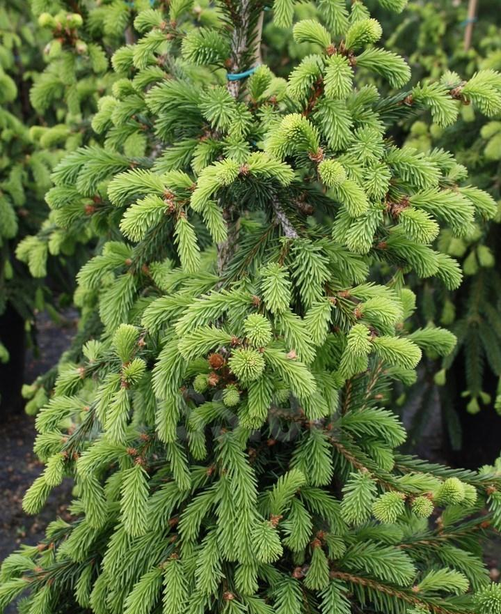 Picea abies 