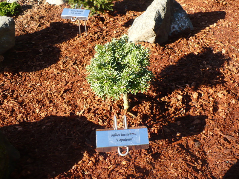 Abies lasiocarpa 