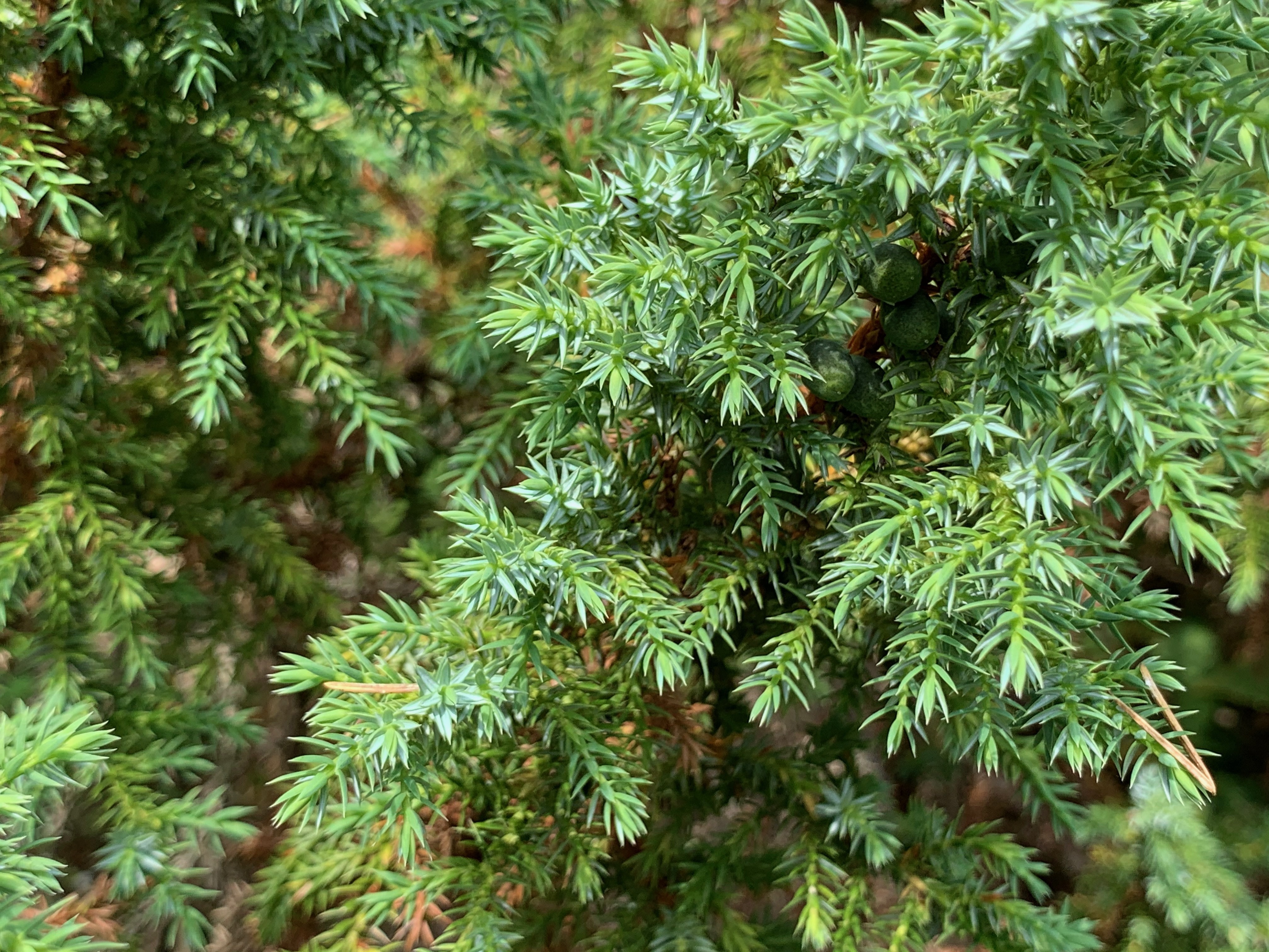 Juniperus pingii 