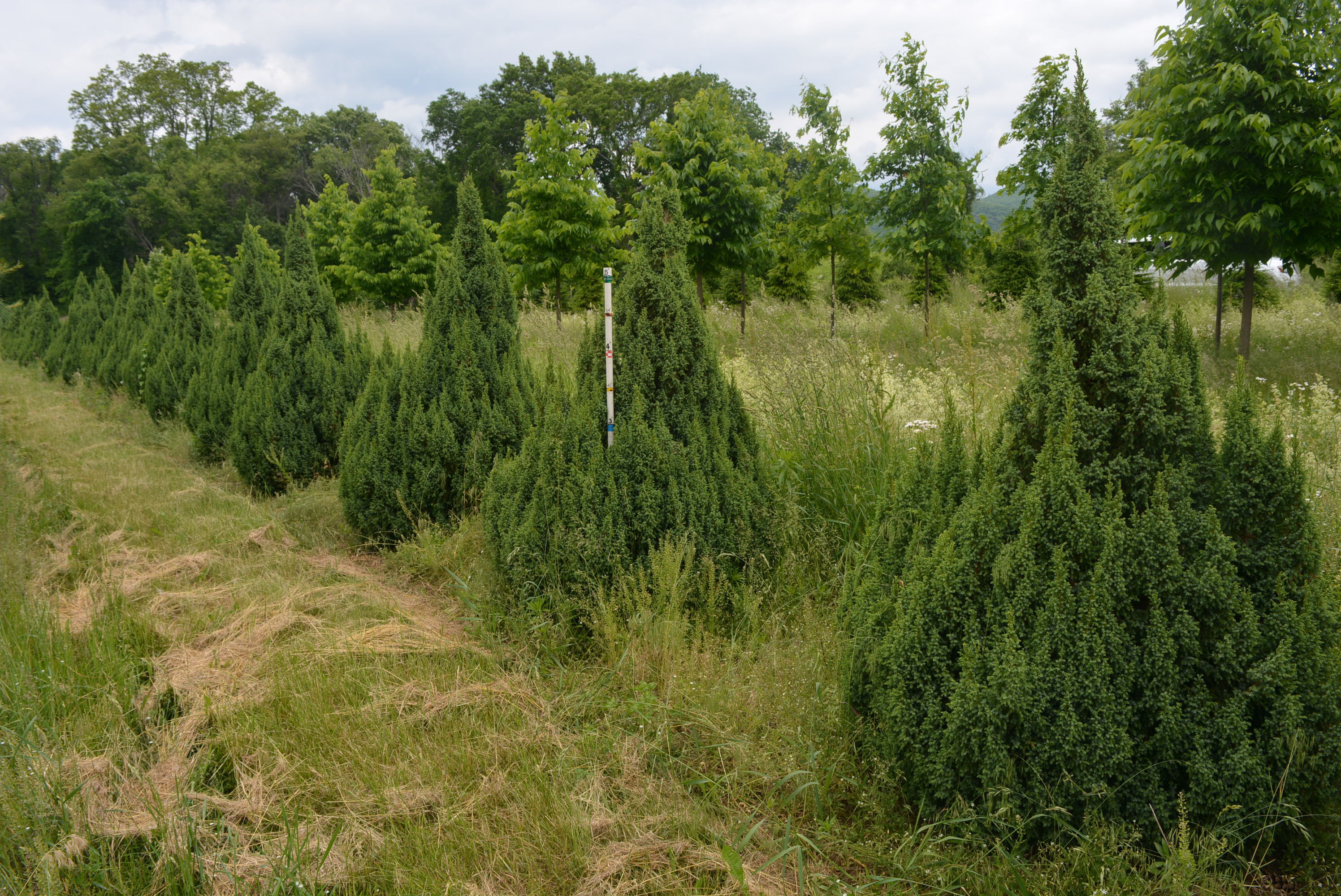 Juniperus pingii 