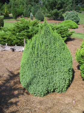 Juniperus pingii 