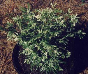 Thuja occidentalis 