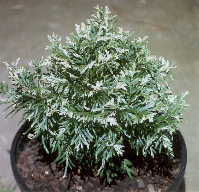 Thuja occidentalis 