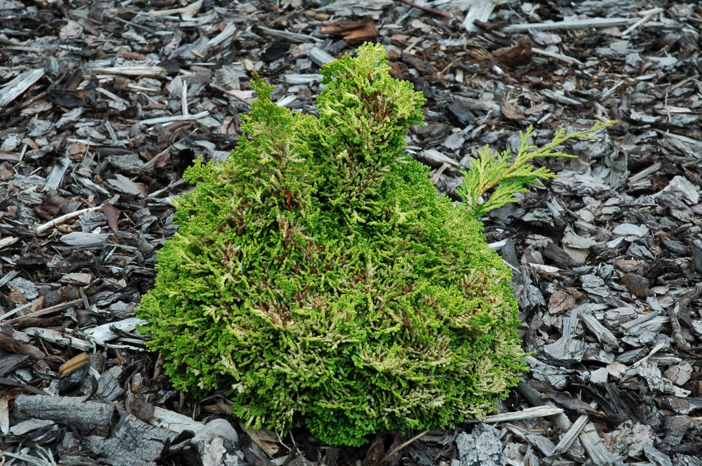 Chamaecyparis obtusa 