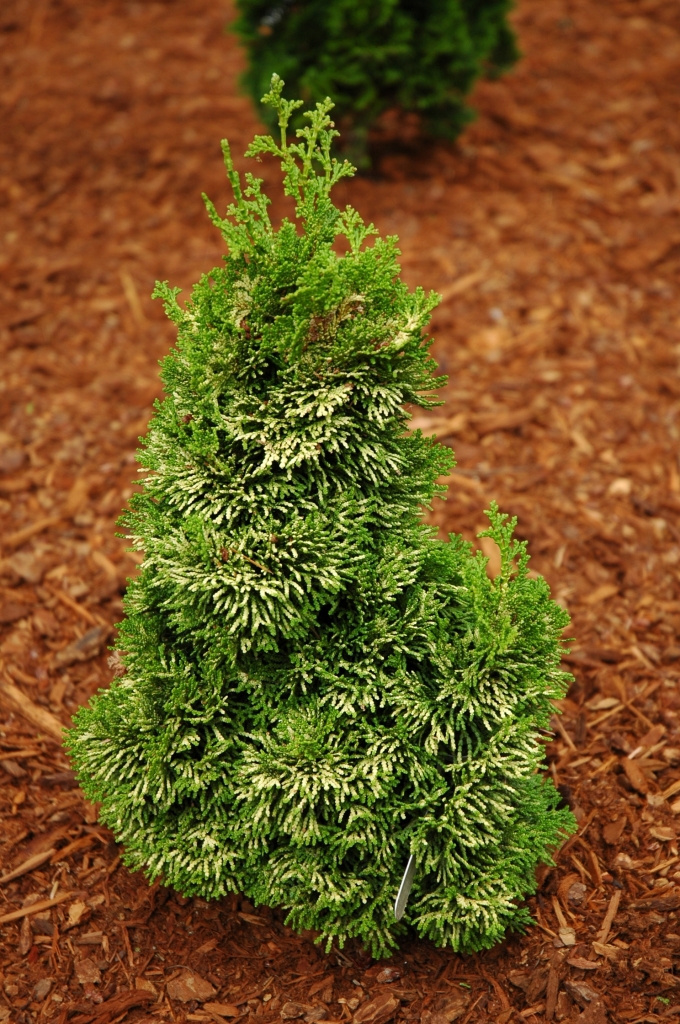Chamaecyparis obtusa 