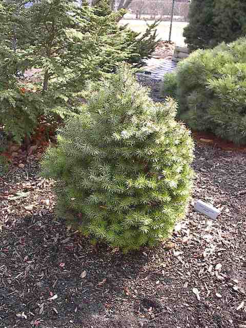 Pseudotsuga menziesii 