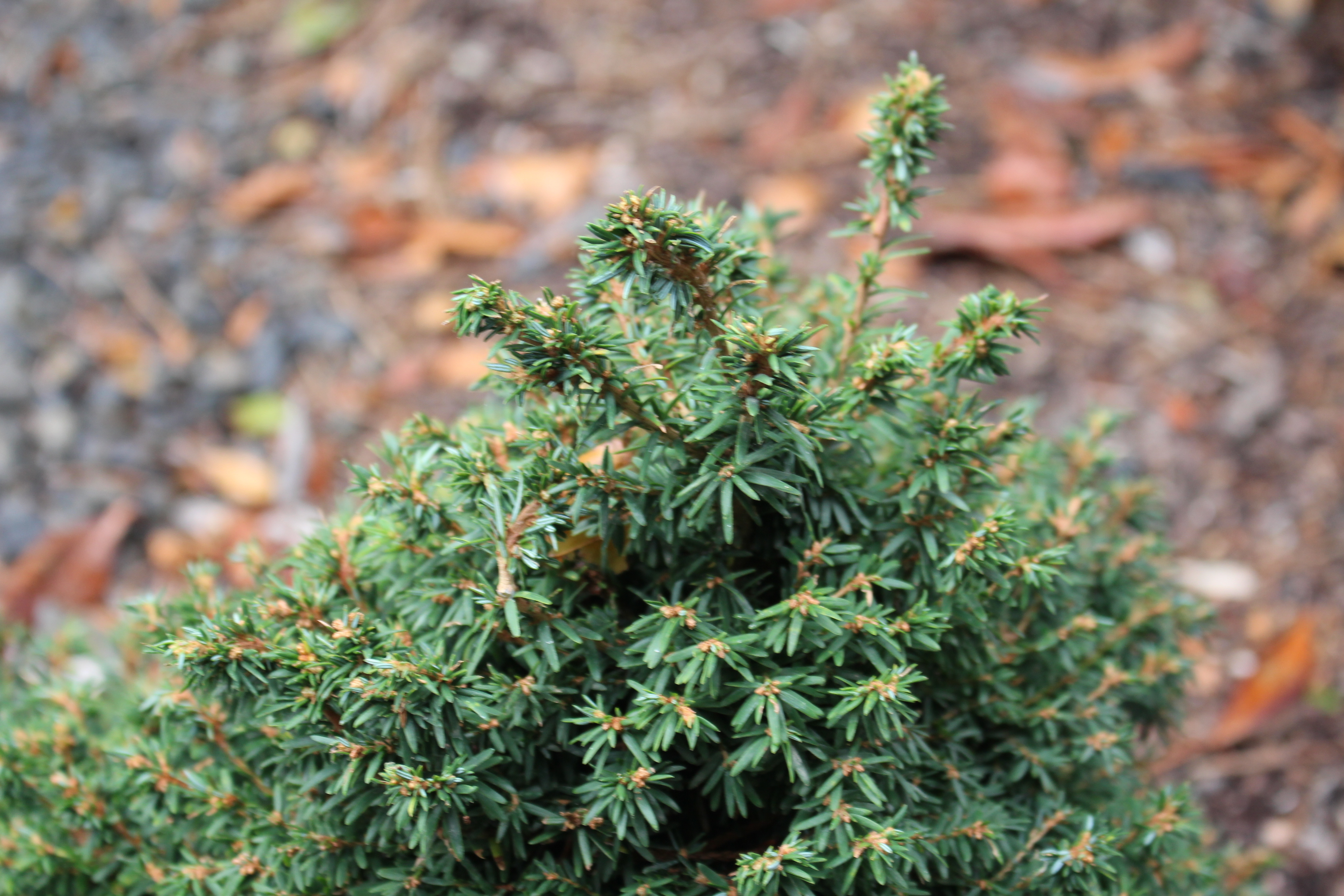 Tsuga canadensis 