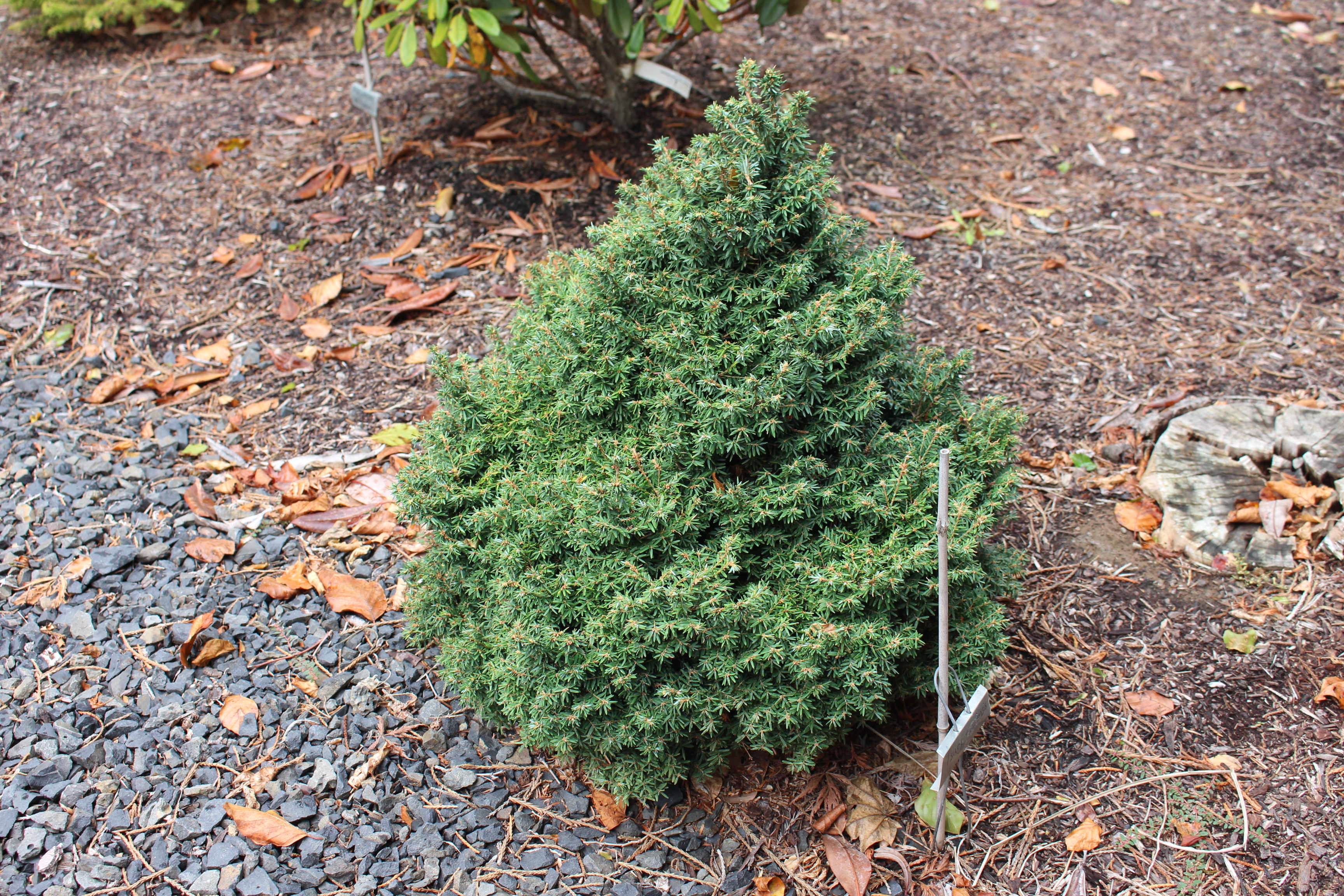 Tsuga canadensis 