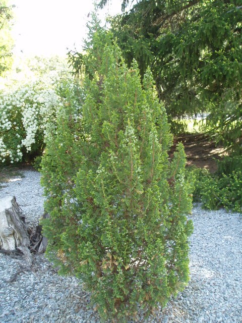 Chamaecyparis thyoides 