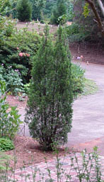 Chamaecyparis thyoides 