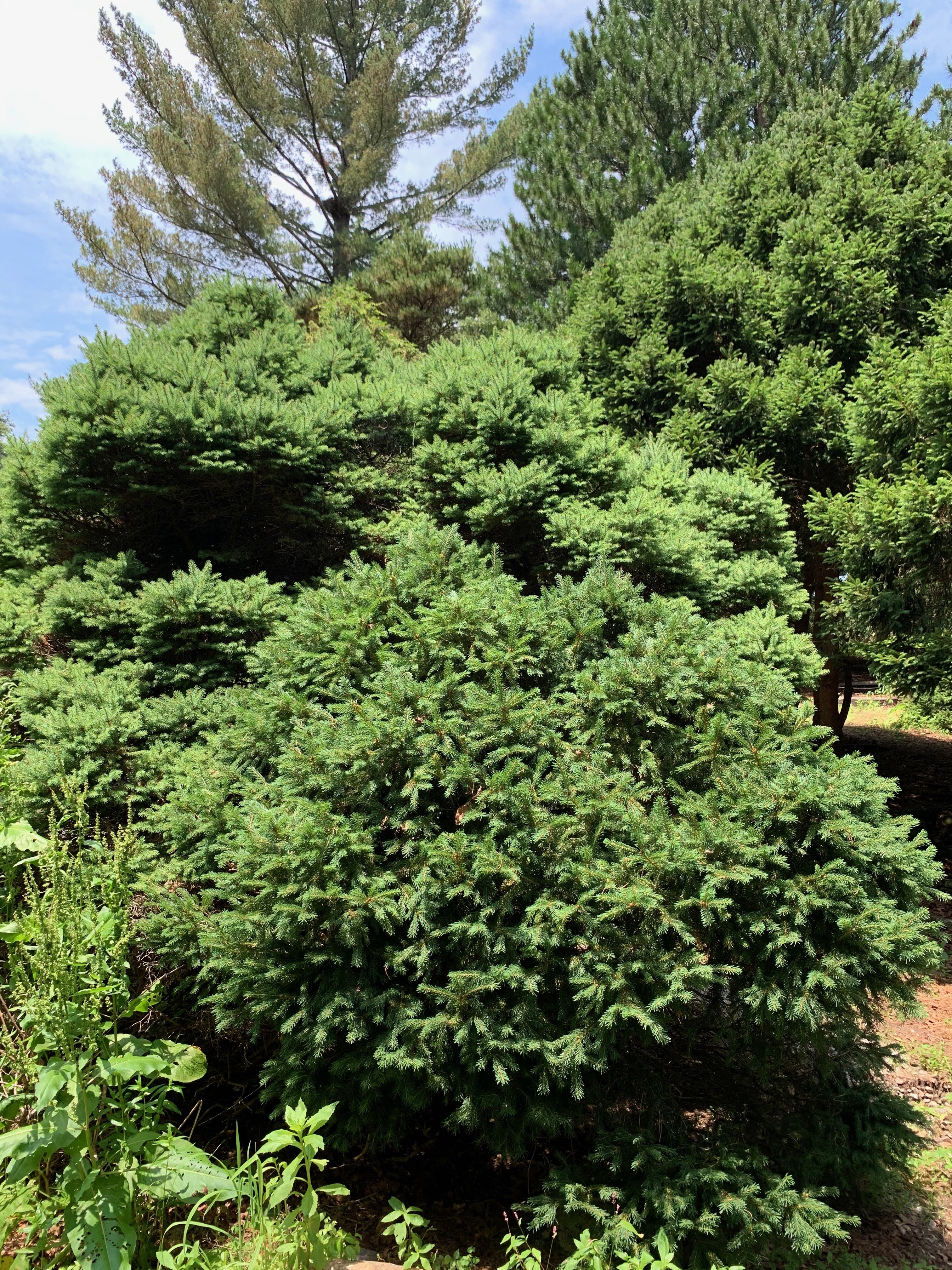 Picea glauca 