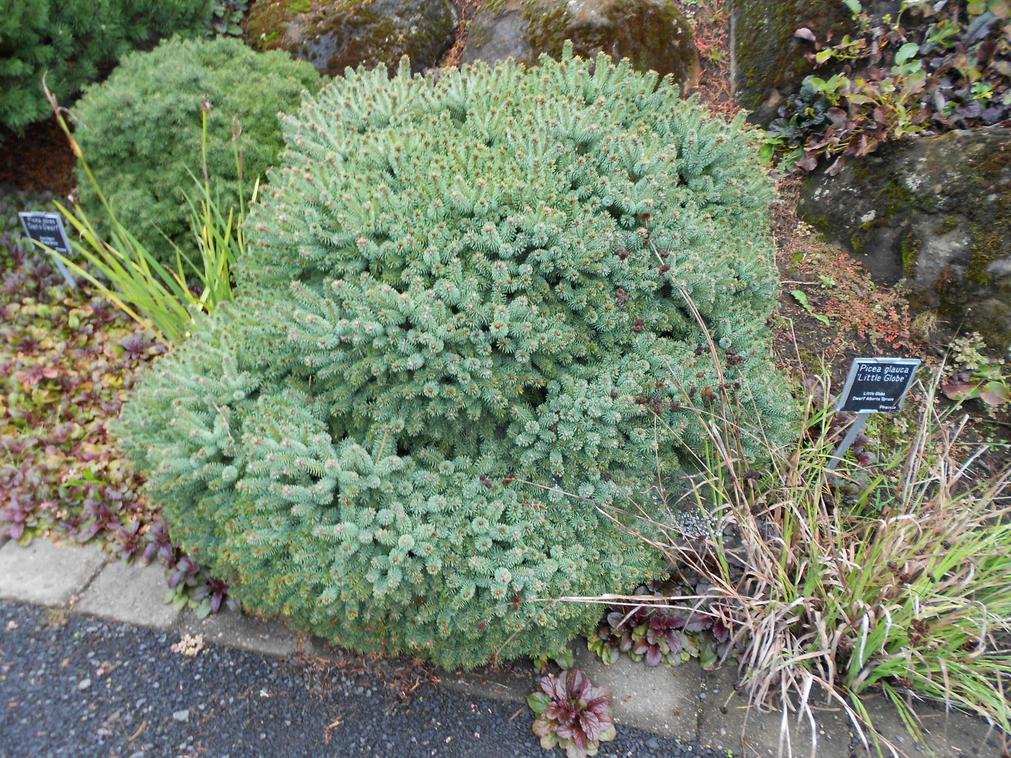 Picea glauca 