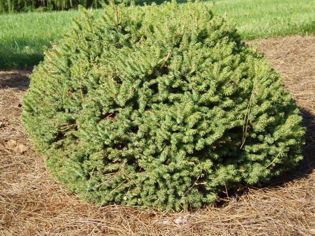 Picea glauca 