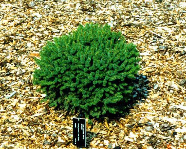 Picea glauca 