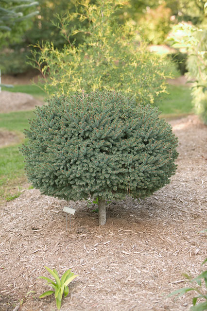 Picea glauca 