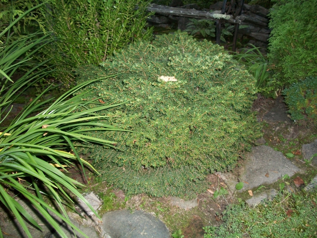 Picea abies 