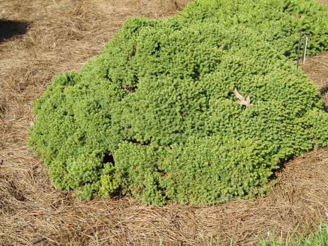 Picea abies 