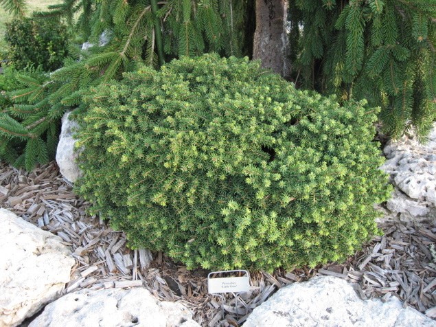 Picea abies 