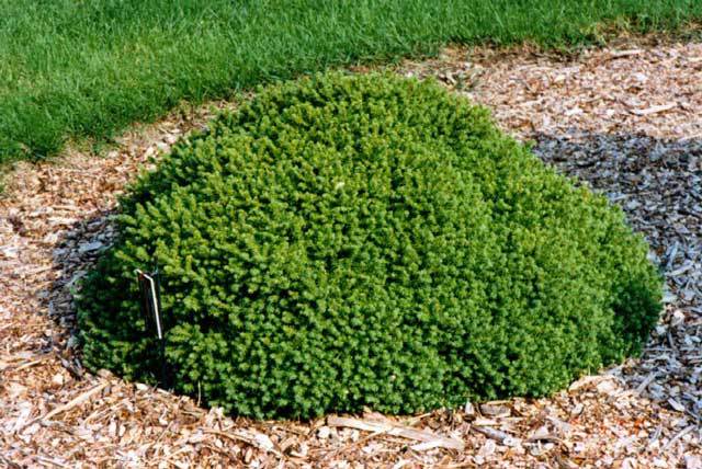 Picea abies 