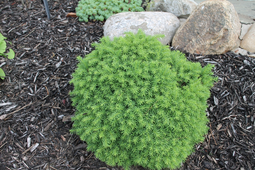 Picea abies 