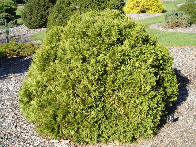 Thuja occidentalis 