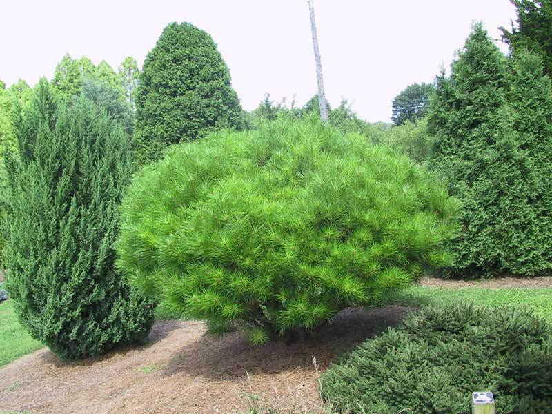 Pinus densiflora 
