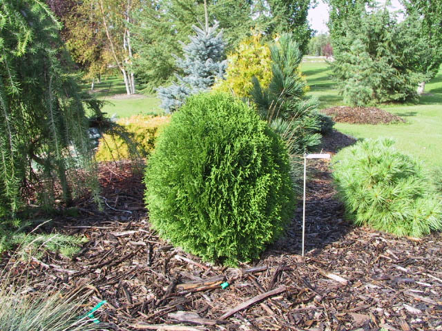 Thuja occidentalis 