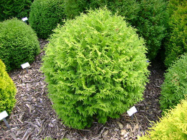 Thuja occidentalis 