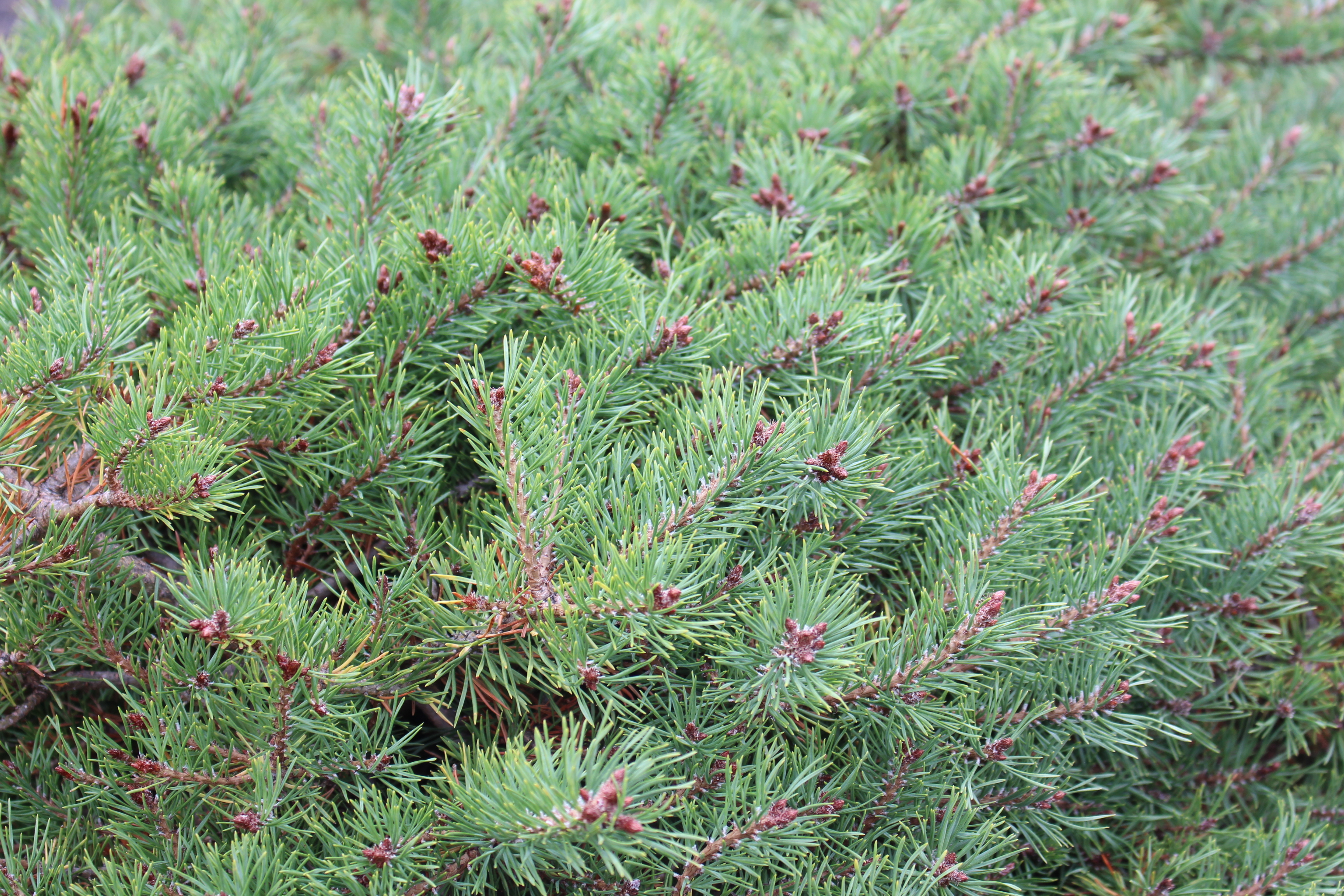 Pinus sylvestris 
