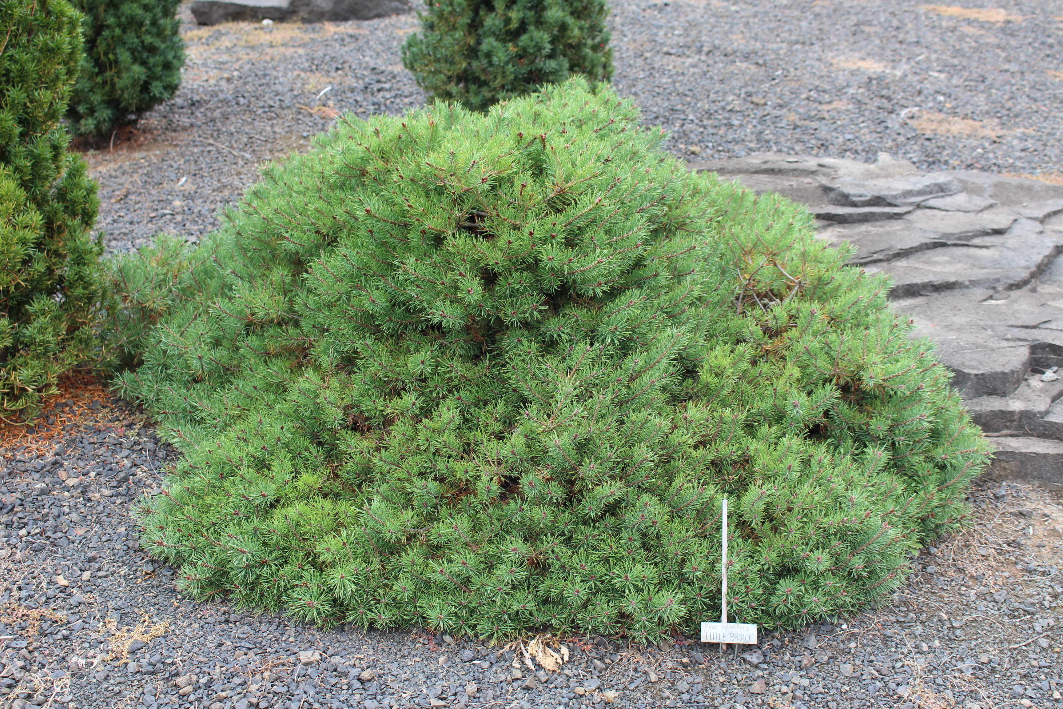 Pinus sylvestris 