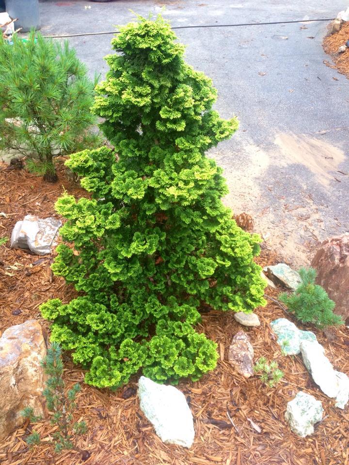 Chamaecyparis obtusa 