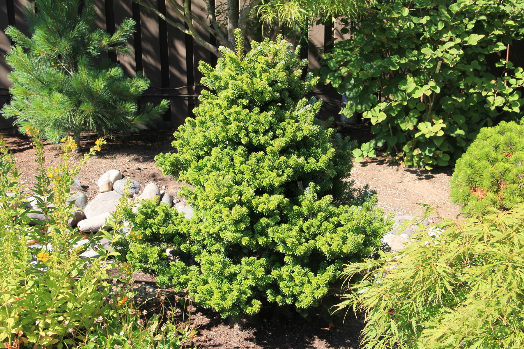 Abies koreana 