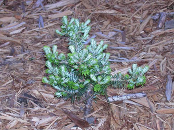Abies koreana 