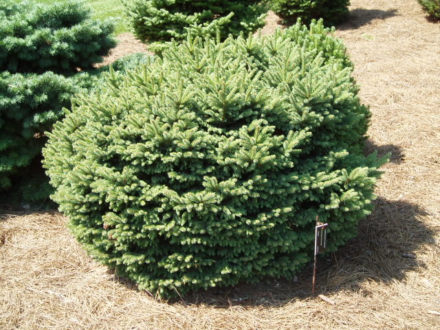 Picea glauca 