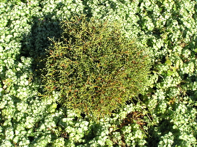 Thuja occidentalis 