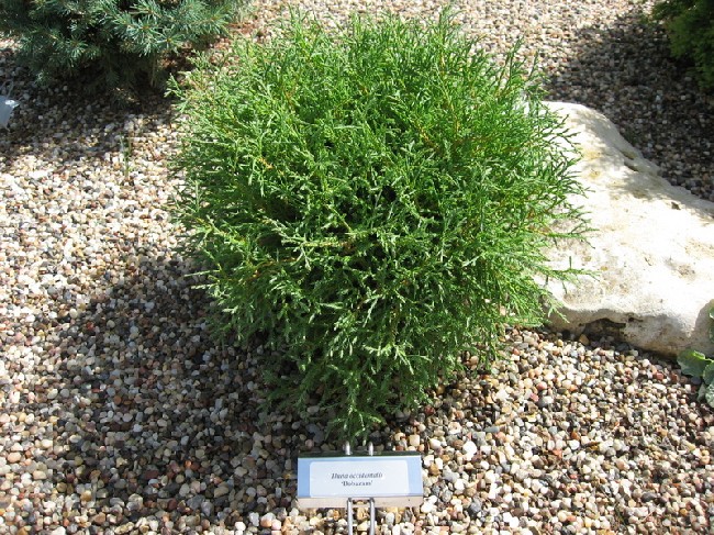 Thuja occidentalis 