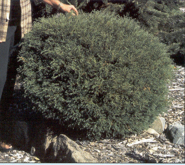Thuja occidentalis 