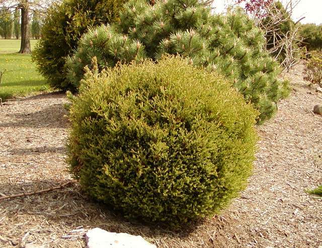 Thuja occidentalis 