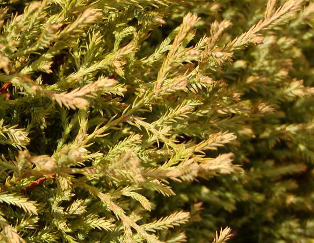 Thuja occidentalis 