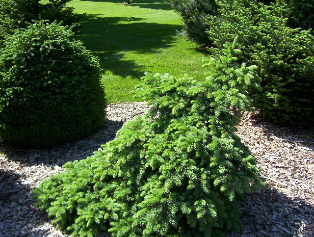 Picea pungens 