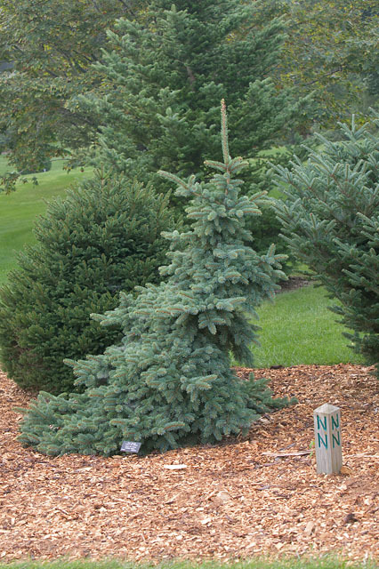 Picea pungens 