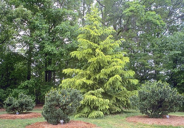 Cedrus deodara 