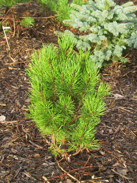 Pinus mugo 