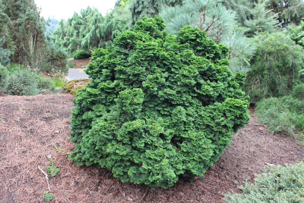 Chamaecyparis obtusa 