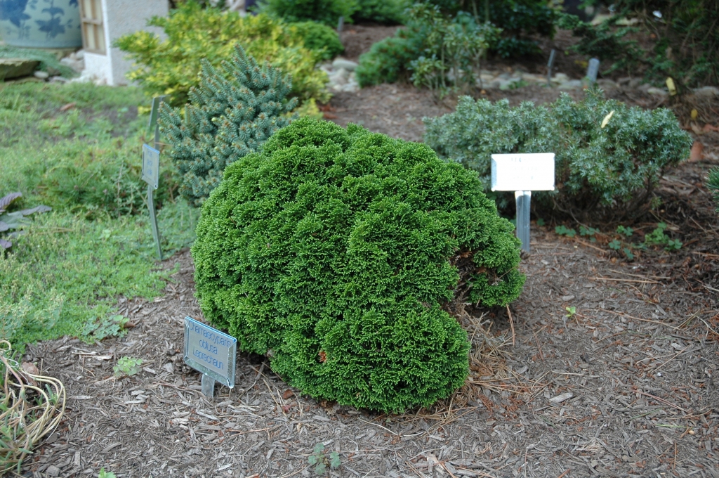 Chamaecyparis obtusa 